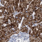 Immunohistochemical staining of human liver using Anti-ECI2 antibody HPA022130.