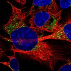 Immunofluorescent staining of human cell line U-2 OS shows localization to mitochondria & vesicles.