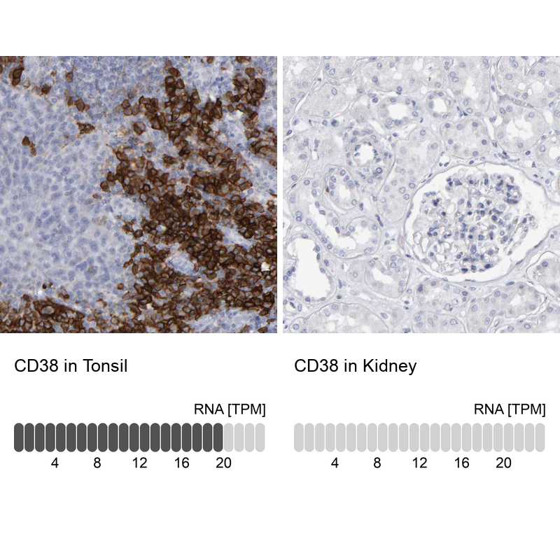 Anti-CD38 Antibody