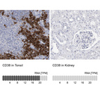 Anti-CD38 Antibody