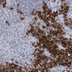 Anti-CD38 Antibody