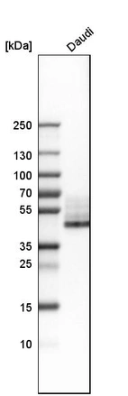 Western blot analysis in human cell line Daudi.