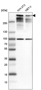 Western blot analysis in mouse cell line NIH-3T3 and rat cell line NBT-II.