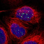 Immunofluorescent staining of human cell line A-431 shows localization to nuclear bodies.