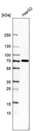 Western blot analysis in human cell line HepG2.