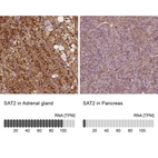 Anti-SAT2 Antibody