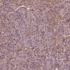 Immunohistochemical staining of human pancreas shows low expression as expected.