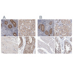 Anti-PFAS Antibody