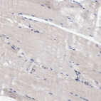 Immunohistochemical staining of human skeletal muscle shows no positivity in myocytes.