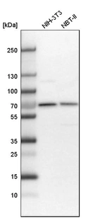 Western blot analysis in mouse cell line NIH-3T3 and rat cell line NBT-II.
