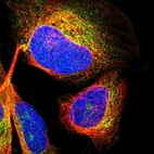Immunofluorescent staining of human cell line U-2 OS shows localization to nucleoli & cytosol.