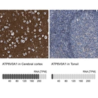 Immunohistochemistry analysis in human cerebral cortex and tonsil tissues using HPA022144 antibody. Corresponding ATP6V0A1 RNA-seq data are presented for the same tissues.