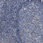 Immunohistochemical staining of human tonsil shows weak positivity in germinal center cells as expected.
