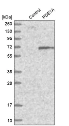 Western blot analysis in control (vector only transfected HEK293T lysate) and PDE1A over-expression lysate (Co-expressed with a C-terminal myc-DDK tag (~3.1 kDa) in mammalian HEK293T cells, LY401556).