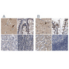 Anti-MARCH7 Antibody