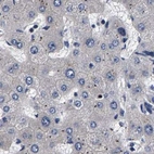 Immunohistochemical staining of human liver using Anti-MARCH7 antibody HPA022152.