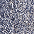 Immunohistochemical staining of human lymph node using Anti-MARCH7 antibody HPA022152.