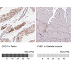 Anti-CHD1 Antibody