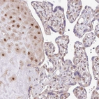 Immunohistochemical staining of human placenta shows moderate to strong nuclear positivity.