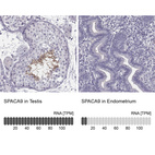 Anti-SPACA9 Antibody