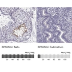 Anti-SPACA9 Antibody
