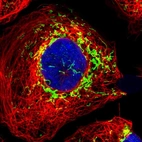 Immunofluorescent staining of human cell line A-431 shows localization to mitochondria.