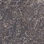 Immunohistochemical staining of human tonsil shows strong nuclear positivity in non-germinal center cells.