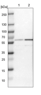 Lane 1: NIH-3T3 cell lysate (Mouse embryonic fibroblast cells)_br/_Lane 2: NBT-II cell lysate (Rat Wistar bladder tumour cells)