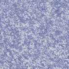 Immunohistochemical staining of human lymph node shows no positivity as expected.