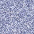 Immunohistochemical staining of human lymph node shows no positivity as expected.