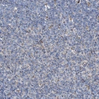 Immunohistochemical staining of human tonsil shows granular cytoplasmic positivity in germinal center cells.