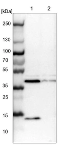 Lane 1: NIH-3T3 cell lysate (Mouse embryonic fibroblast cells)_br/_Lane 2: NBT-II cell lysate (Rat Wistar bladder tumour cells)