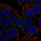 Anti-TSPAN8 Antibody