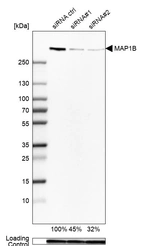 Western blot analysis in U-251MG cells transfected with control siRNA, target specific siRNA probe #1 and #2, using Anti-MAP1B antibody. Remaining relative intensity is presented. Loading control: Anti-GAPDH.