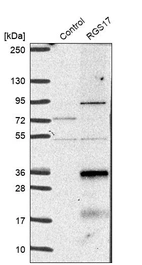Western blot analysis in control (vector only transfected HEK293T lysate) and RGS17 over-expression lysate (Co-expressed with a C-terminal myc-DDK tag (~3.1 kDa) in mammalian HEK293T cells, LY402209).