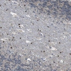 Immunohistochemical staining of human cerebellum shows moderate to strong nuclear positivity in cells in white matter.