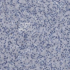 Immunohistochemical staining of human pancreas shows no positivity in exocrine glandular cells as expected.