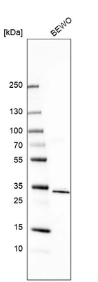 Western blot analysis in human cell line BEWO.