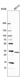 Anti-AEBP2 Antibody