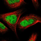 Immunofluorescent staining of human cell line U-2 OS shows localization to nucleoplasm.