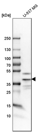 Western blot analysis in human cell line U-937 MG.