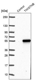 Western blot analysis in control (vector only transfected HEK293T lysate) and TWISTNB over-expression lysate (Co-expressed with a C-terminal myc-DDK tag (~3.1 kDa) in mammalian HEK293T cells, LY424120).