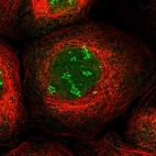 Immunofluorescent staining of human cell line A-431 shows localization to nucleus & nucleoli fibrillar center.