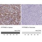 Anti-PITPNM3 Antibody
