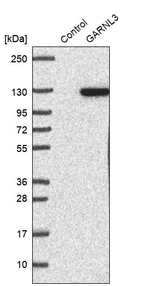 Western blot analysis in control (vector only transfected HEK293T lysate) and GARNL3 over-expression lysate (Co-expressed with a C-terminal myc-DDK tag (~3.1 kDa) in mammalian HEK293T cells, LY410236).