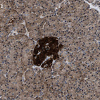 Immunohistochemical staining of human pancreas shows strong cytoplasmic positivity in islets of Langerhans.