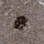 Immunohistochemical staining of human pancreas shows strong cytoplasmic positivity in islets of Langerhans.