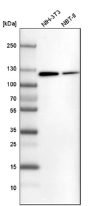 Western blot analysis in mouse cell line NIH-3T3 and rat cell line NBT-II.