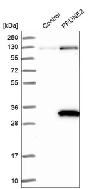 Western blot analysis in control (vector only transfected HEK293T lysate) and PRUNE2 over-expression lysate (Co-expressed with a C-terminal myc-DDK tag (~3.1 kDa) in mammalian HEK293T cells, LY408463).