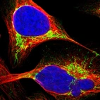 Immunofluorescent staining of human cell line U-2 OS shows localization to mitochondria.